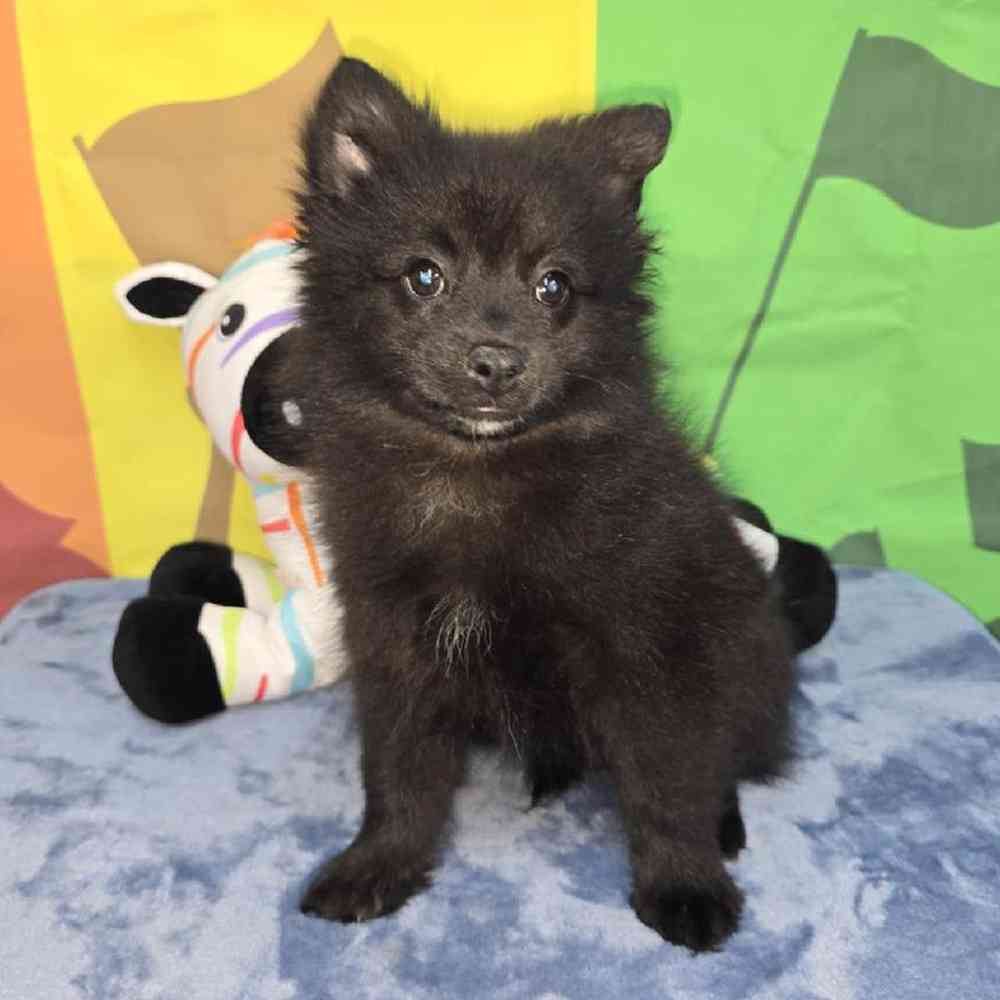 Image of a pet breed in the gallery