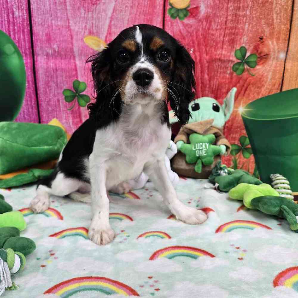 Male Cavalier King Charles Spaniel Puppy for Sale in Virginia Beach, VA