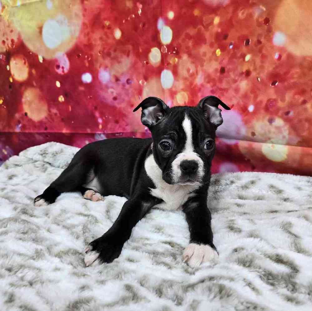 Male Boston Terrier Puppy for Sale in Virginia Beach, VA