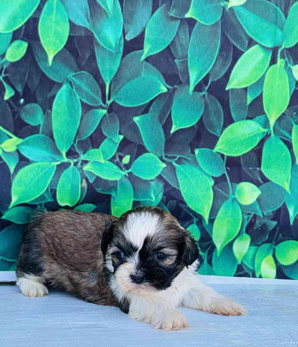 carousel pet images