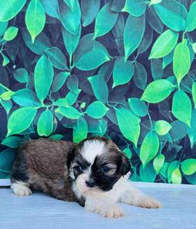 Shih Tzu