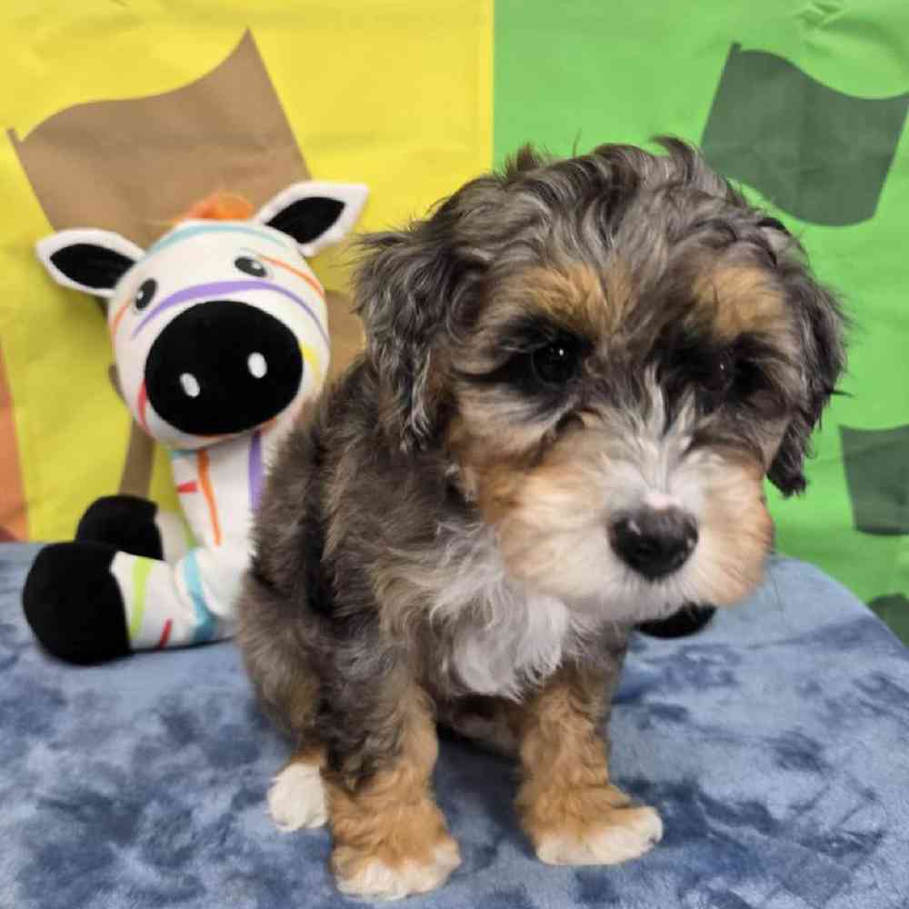 Male Mini Bernadoodle Puppy for Sale in Virginia Beach, VA