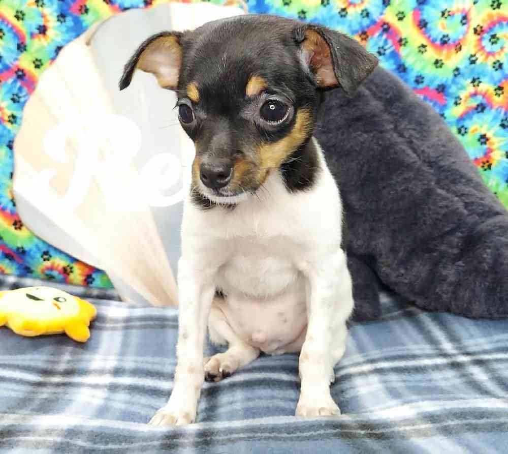 Male Rat Terrier Puppy for sale