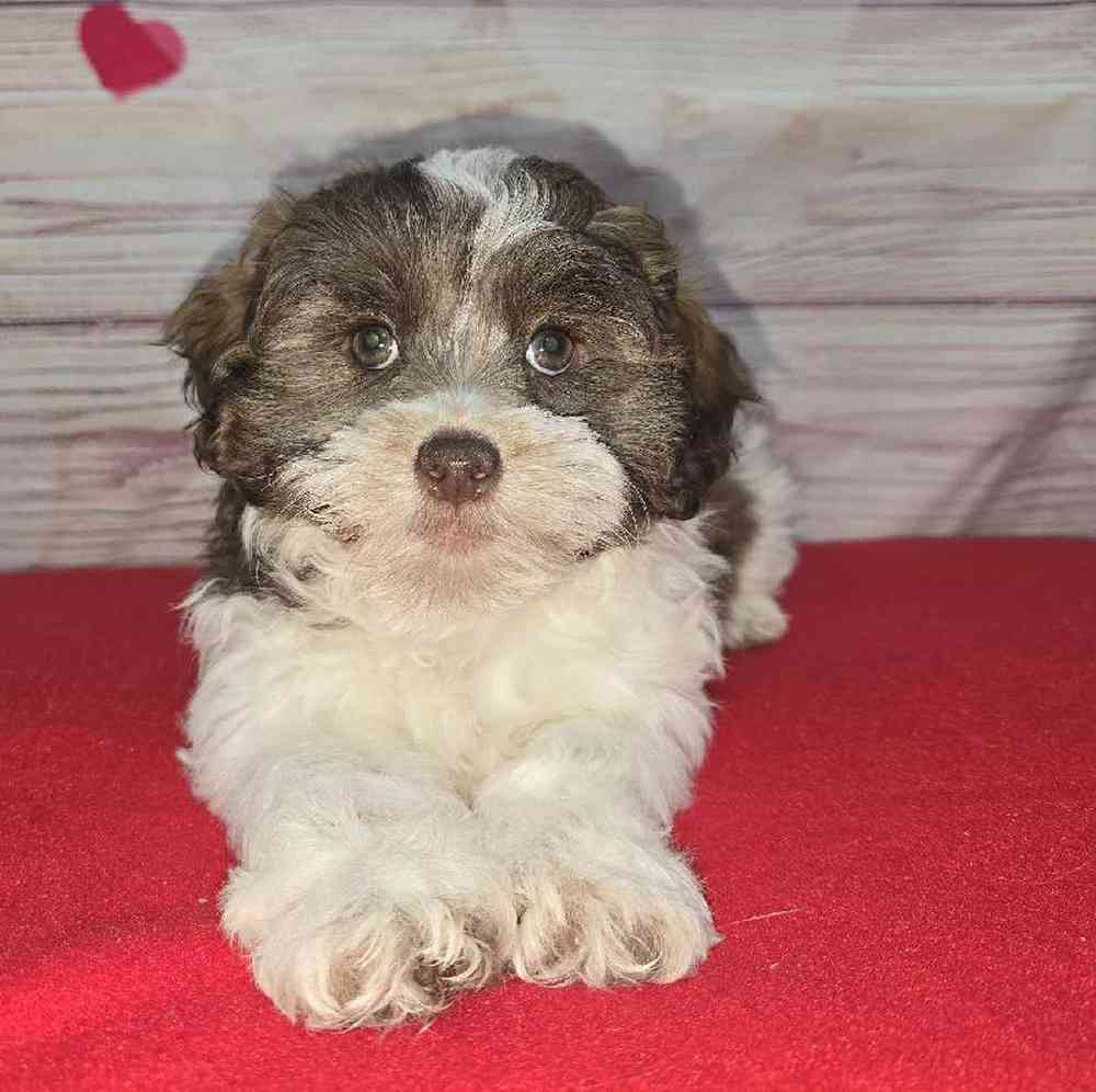 Male Shipoo Puppy for Sale in Virginia Beach, VA