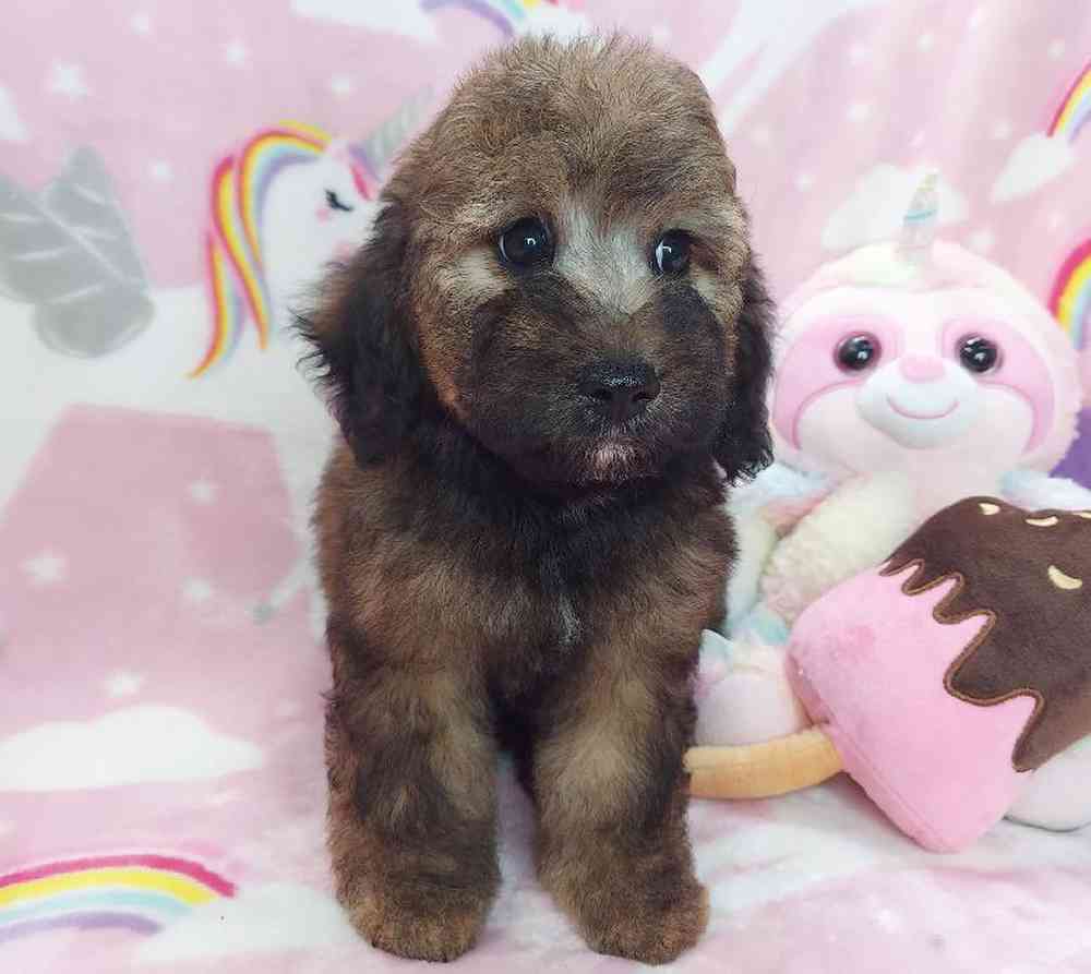 Female Mini Goldendoodle Puppy for sale