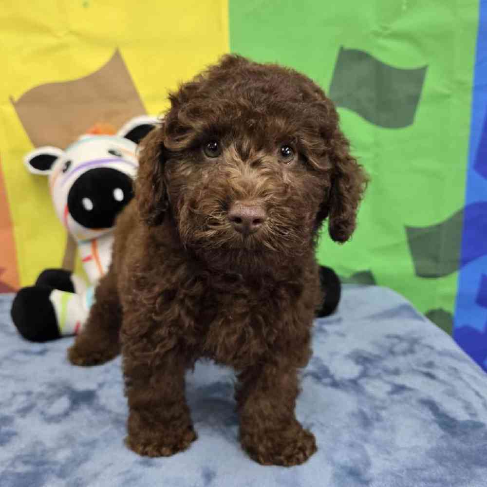 Male Poodle Puppy for Sale in Virginia Beach, VA