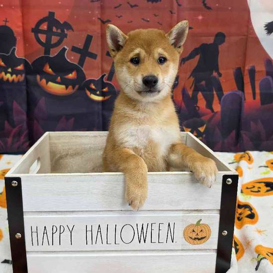 Shiba Inu