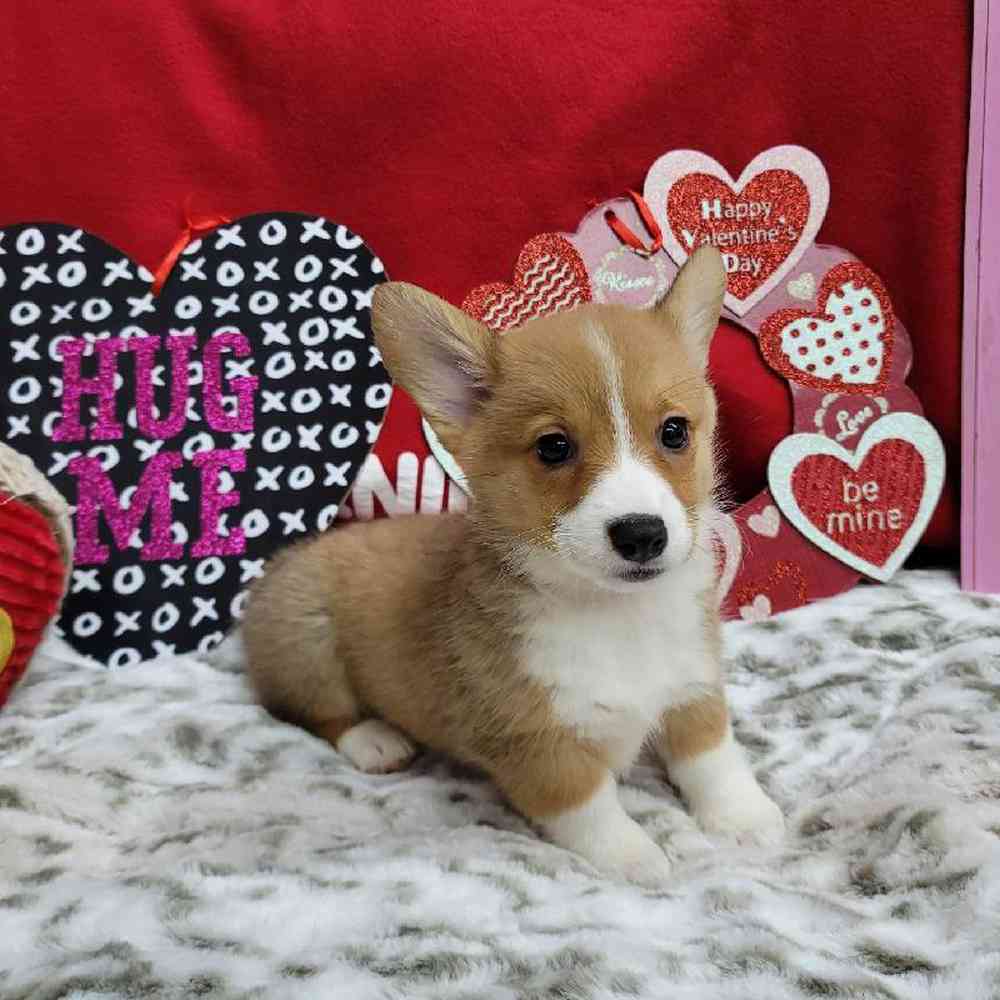 Female Pembroke Welsh Corgi Puppy for Sale in Virginia Beach, VA