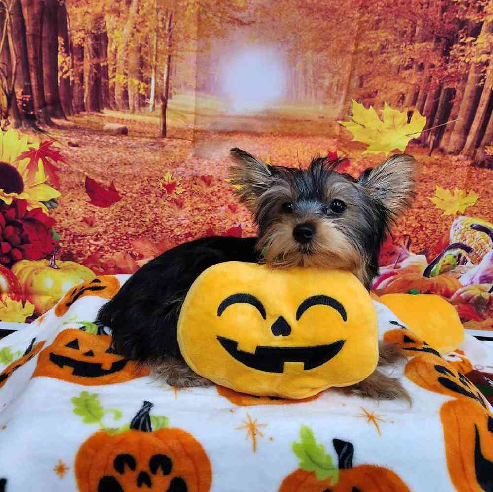 Male Yorkie Puppy for Sale in Virginia Beach, VA