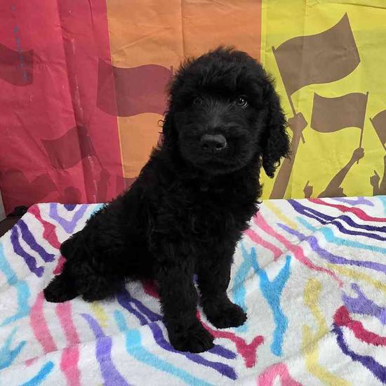 Goldendoodle