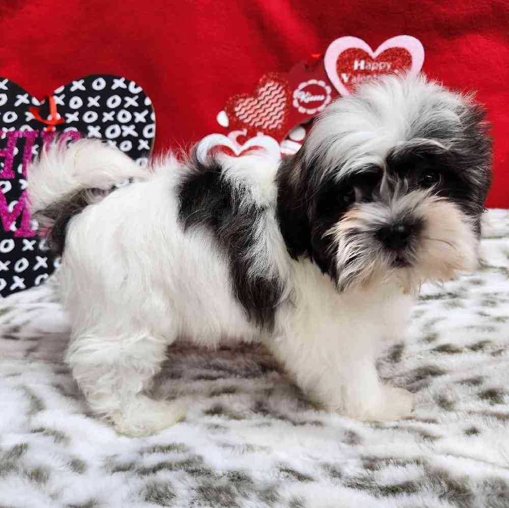 Male Shih Tzu Puppy for Sale in Virginia Beach, VA