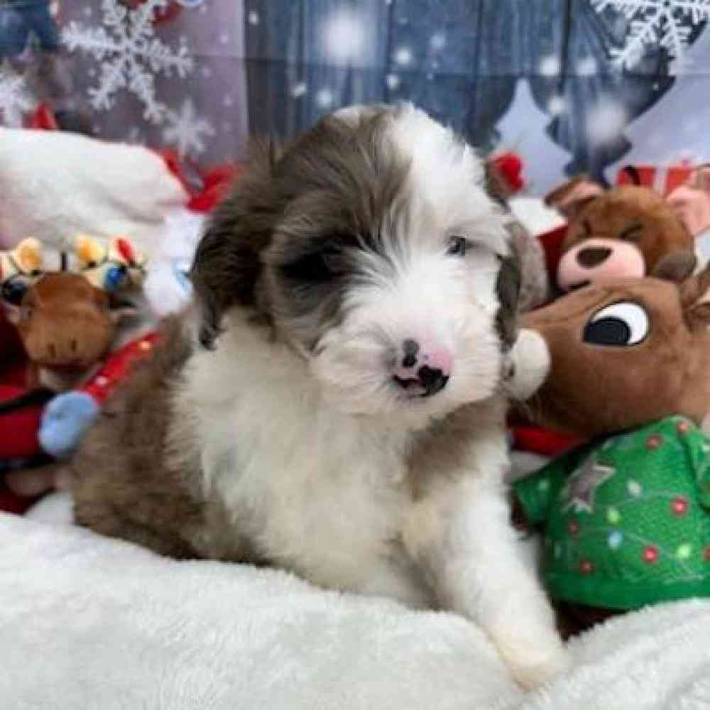 Female Mini Goldendoodle Puppy for Sale in Virginia Beach, VA