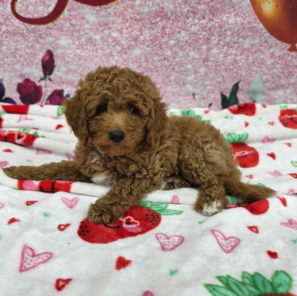 Male Mini Goldendoodle Puppy for Sale in Virginia Beach, VA