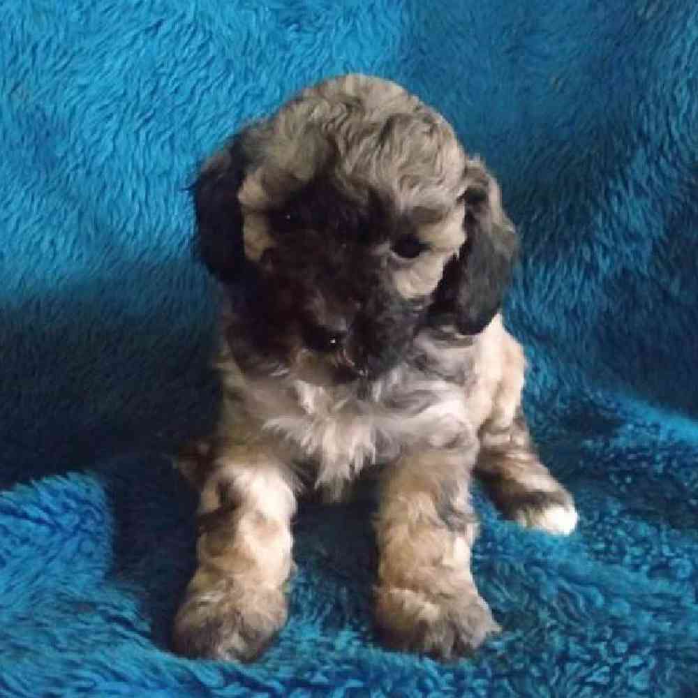 Female Bichonpoo Puppy for Sale in Virginia Beach, VA