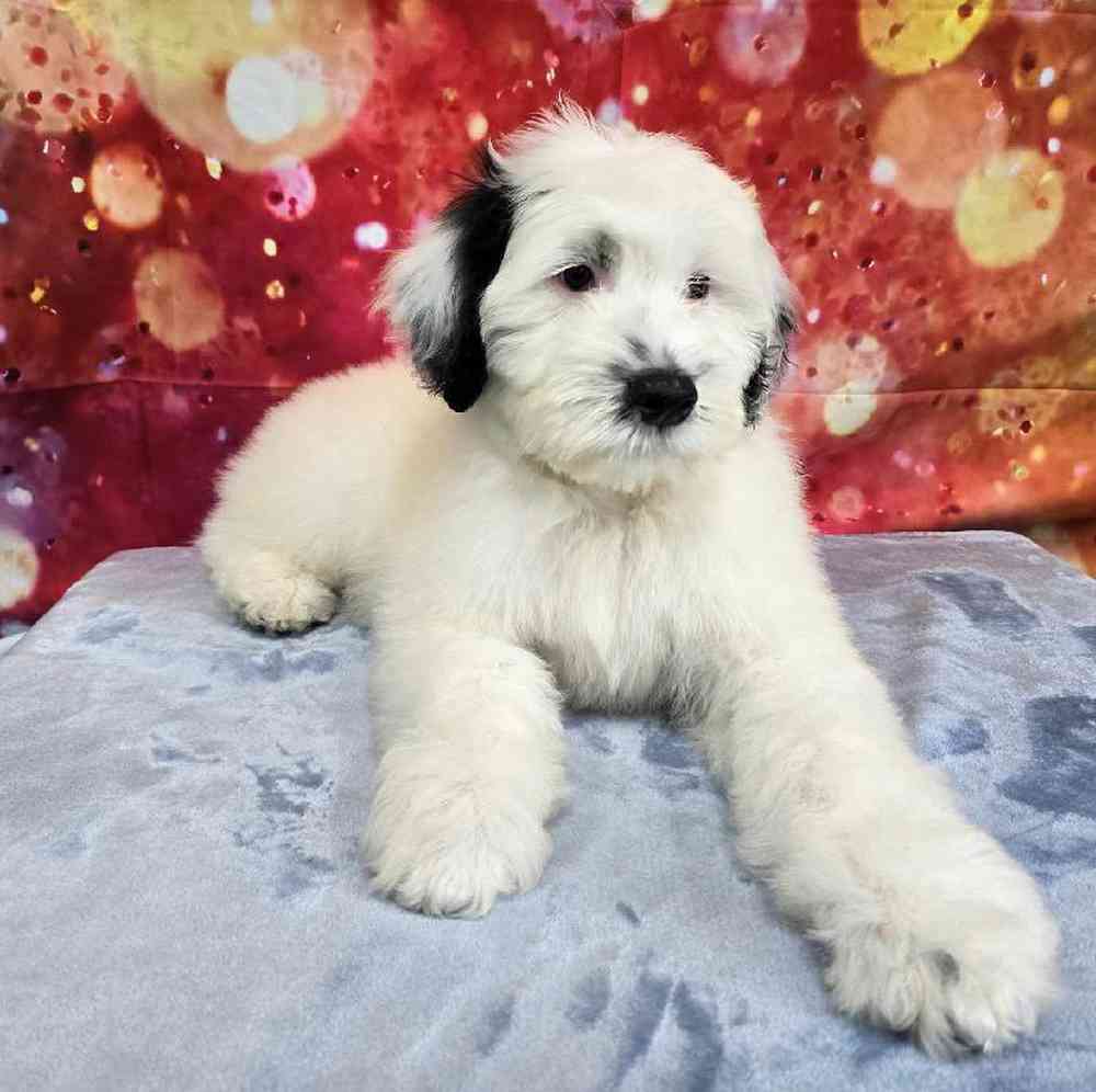 Male Portuguese Water Dog Puppy for Sale in Virginia Beach, VA