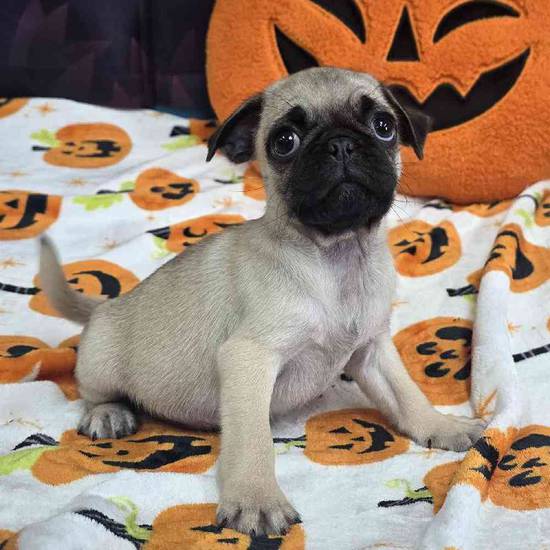 Pug