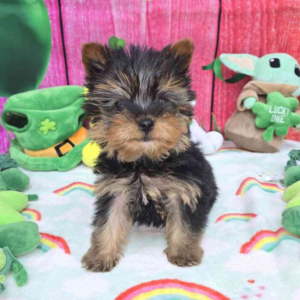 Male Yorkie Puppy for Sale in Virginia Beach, VA