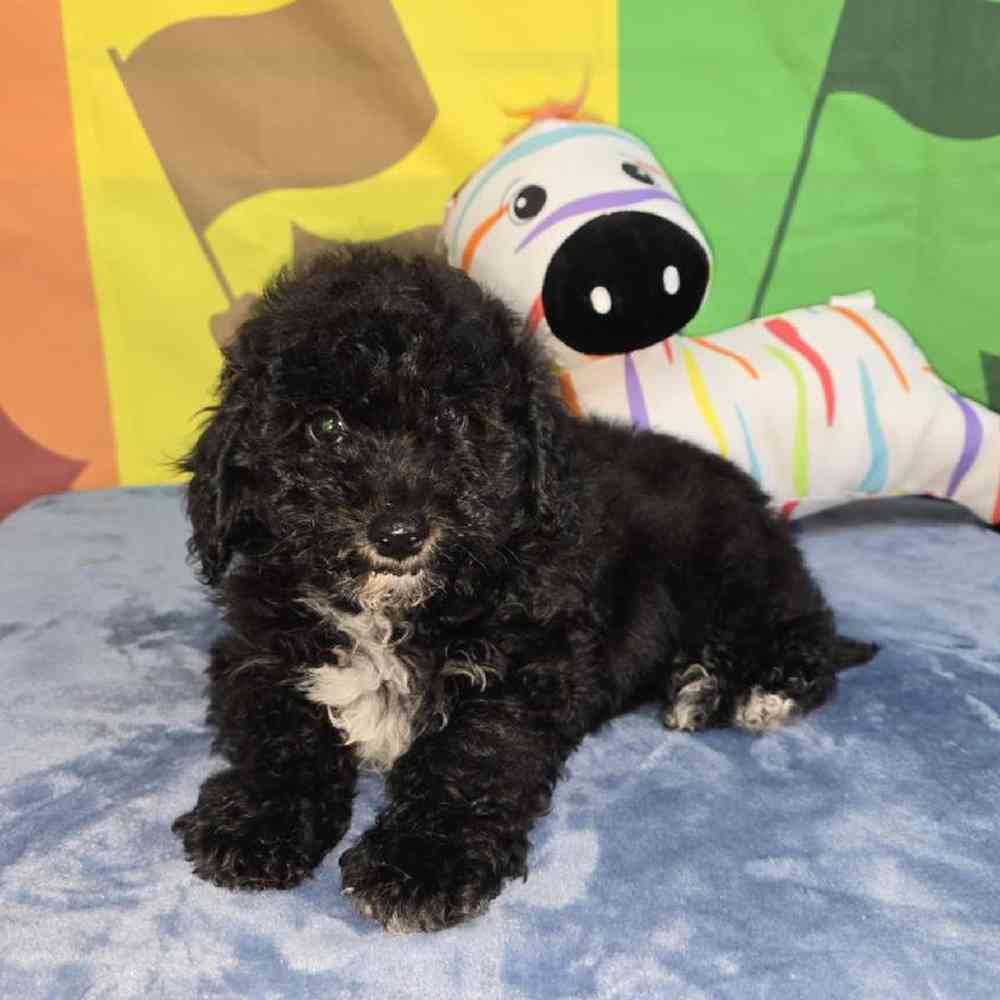 Female Bichonpoo Puppy for Sale in Virginia Beach, VA