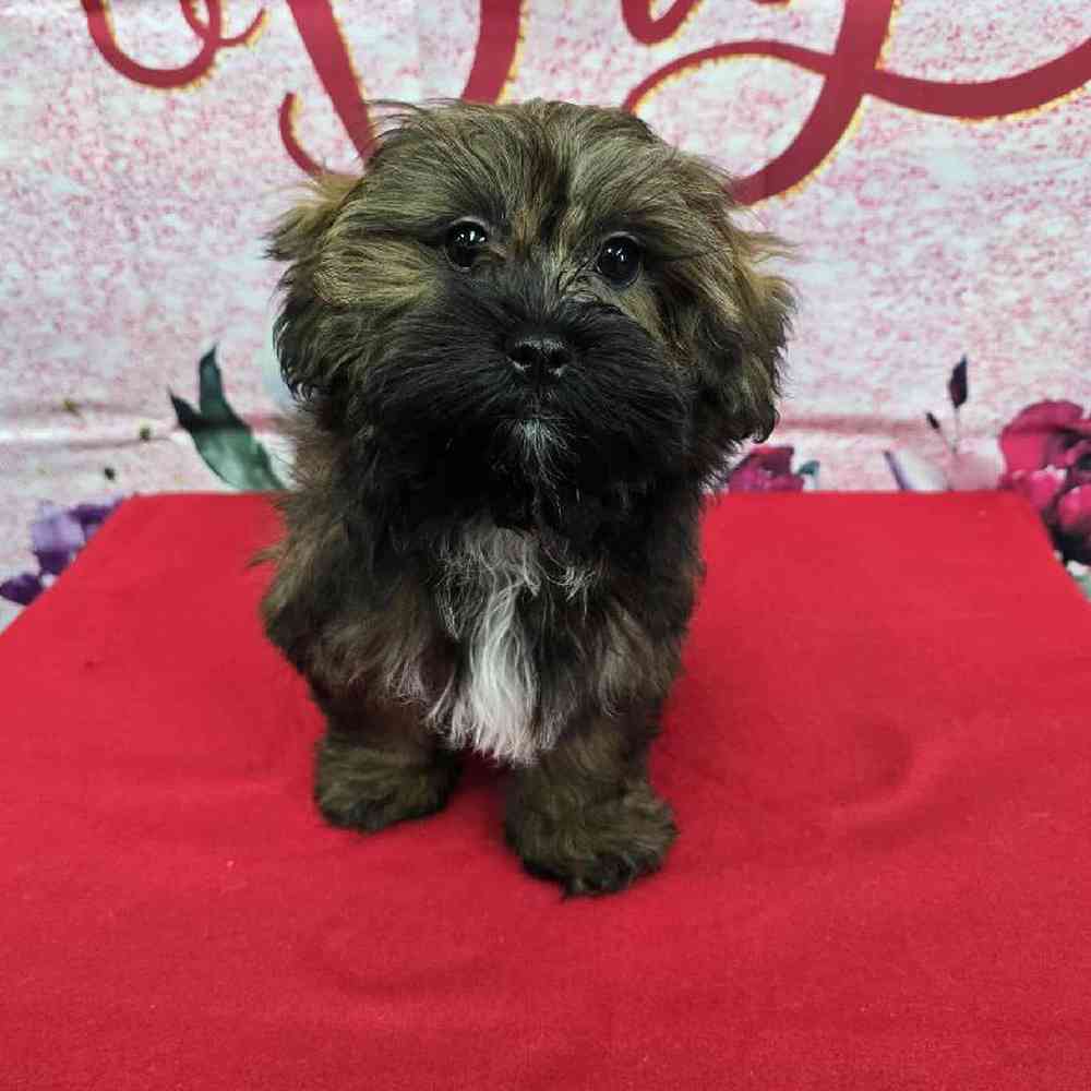 Female Shipoo Puppy for Sale in Virginia Beach, VA