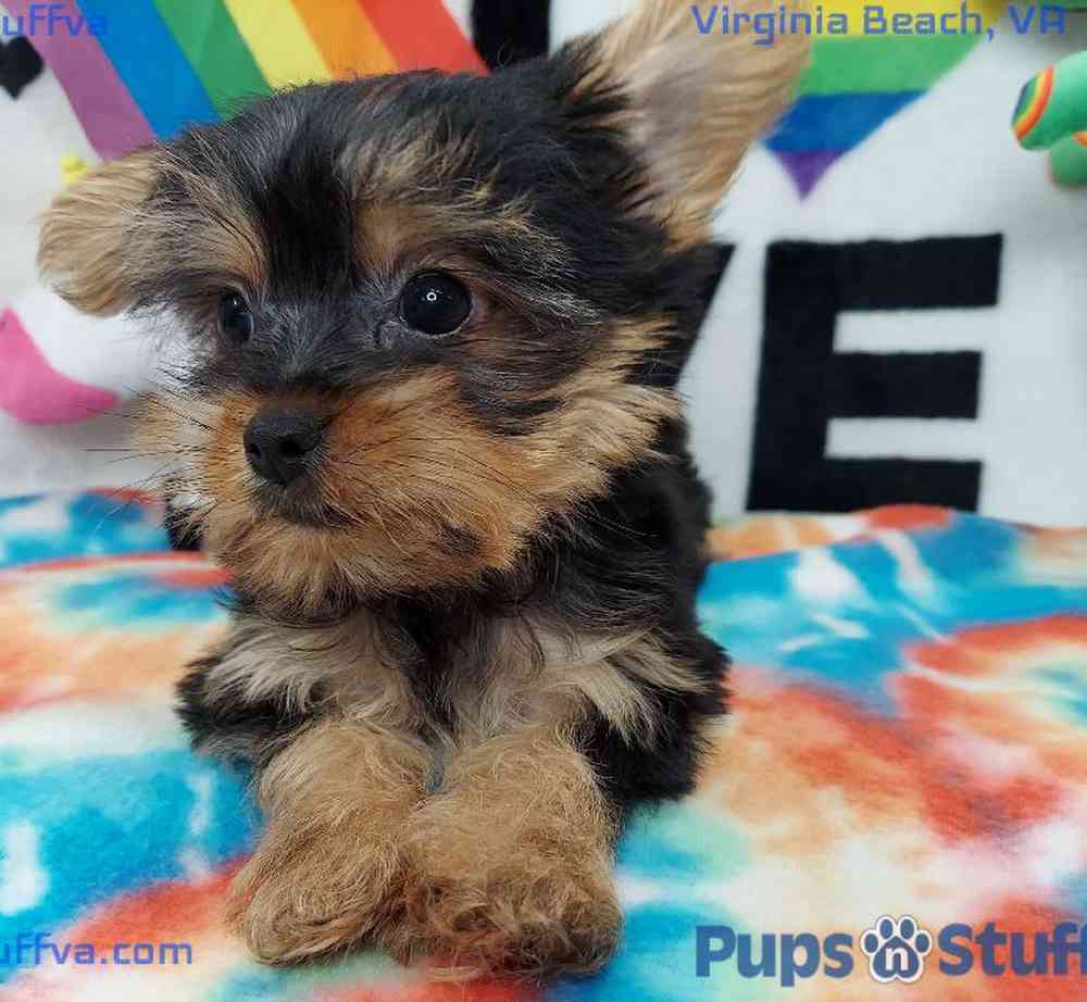 Male Yorkie Puppy for sale