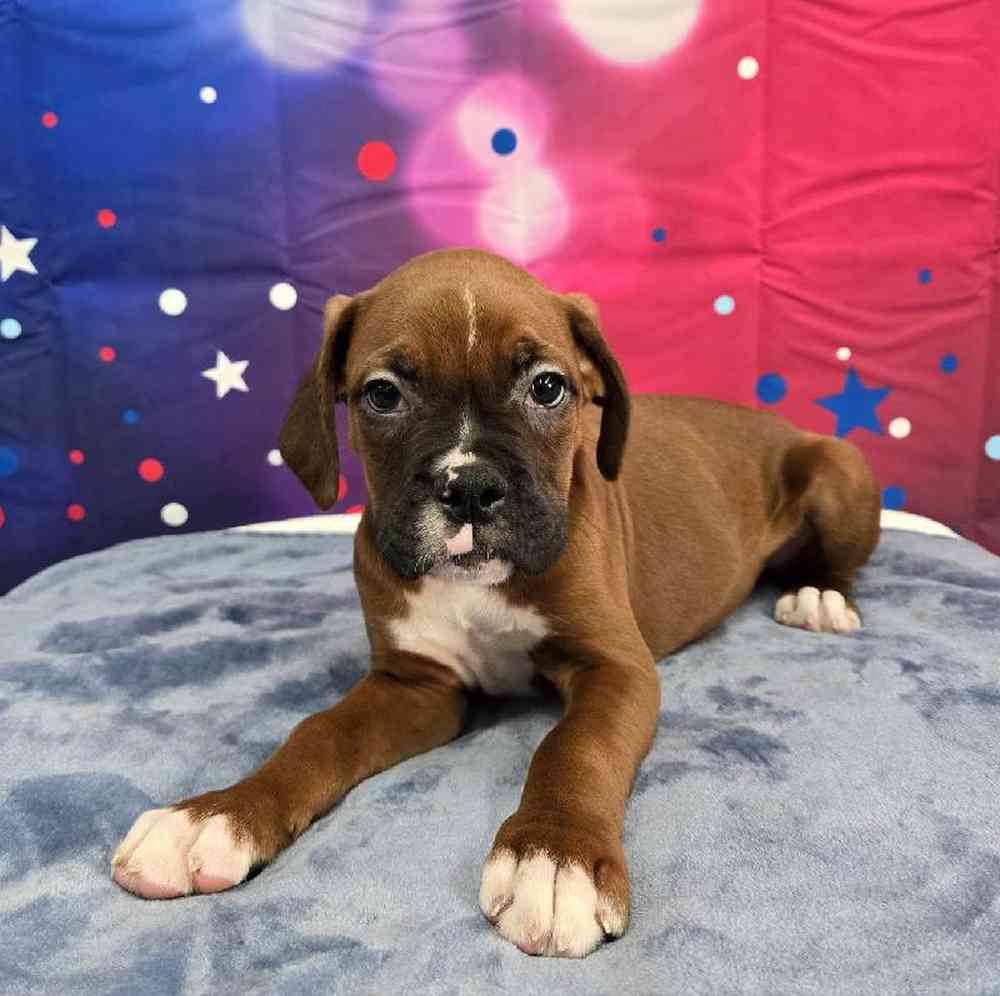 Male Boxer Puppy for Sale in Virginia Beach, VA