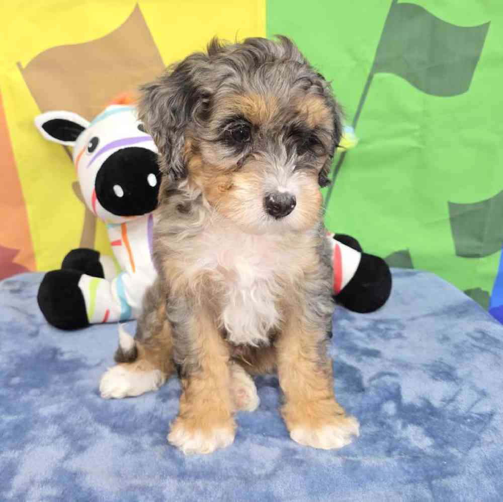 Male Mini Bernadoodle Puppy for Sale in Virginia Beach, VA