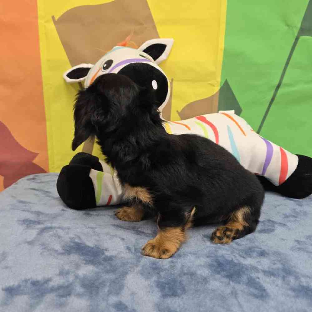 Male Dachshund Puppy for Sale in Virginia Beach, VA