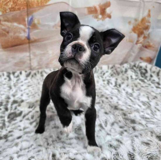 Boston Terrier