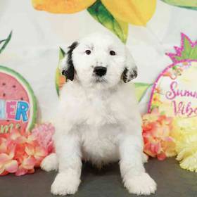 Portuguese Water Dog