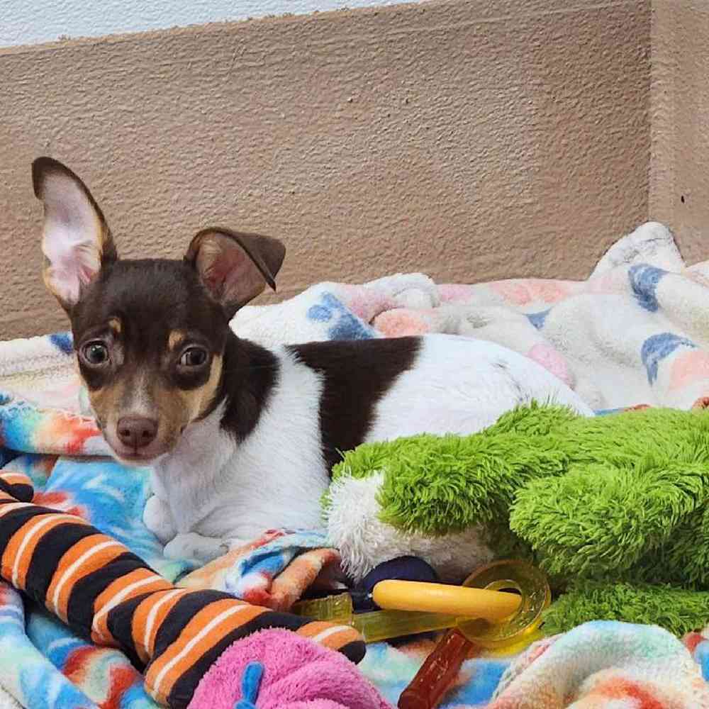 Male Rat-Chi Puppy for Sale in Virginia Beach, VA