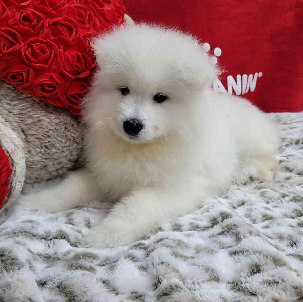 Male Samoyed Puppy for Sale in Virginia Beach, VA