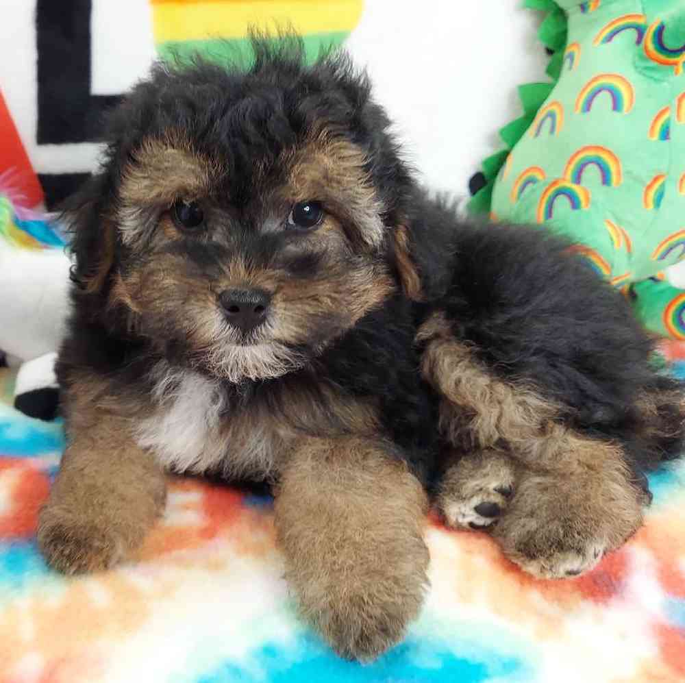 Female Morkiepoo Puppy for sale