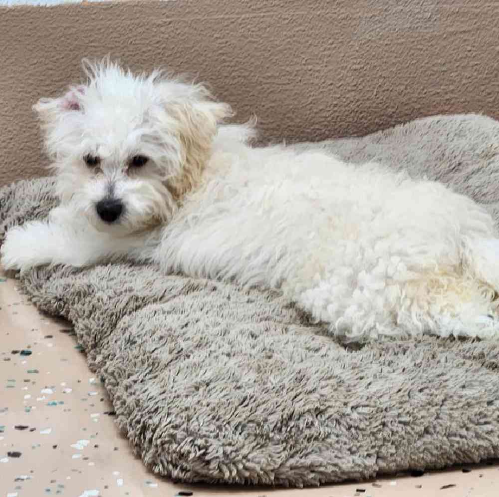 Female Mini Poodle Puppy for Sale in Virginia Beach, VA