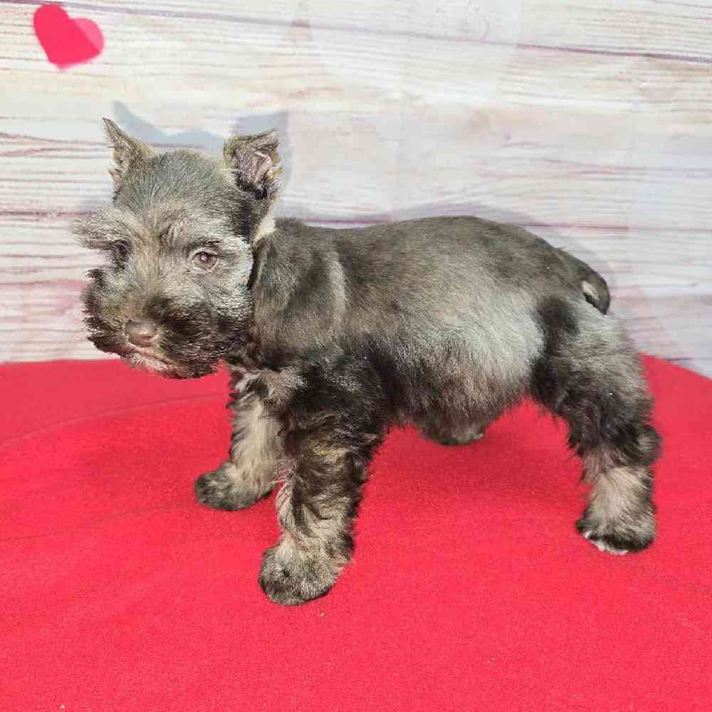 Female Mini Schnauzer Puppy for Sale in Virginia Beach, VA