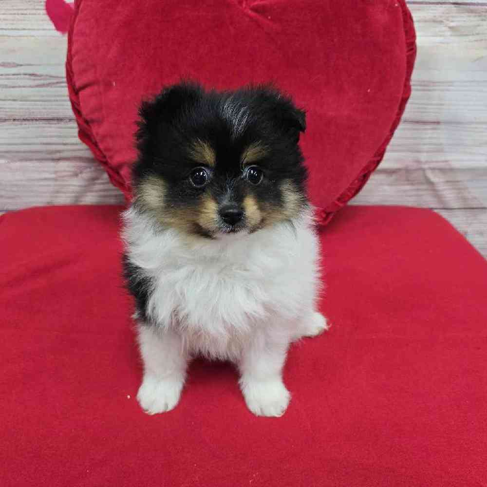 Female Pomeranian Puppy for Sale in Virginia Beach, VA