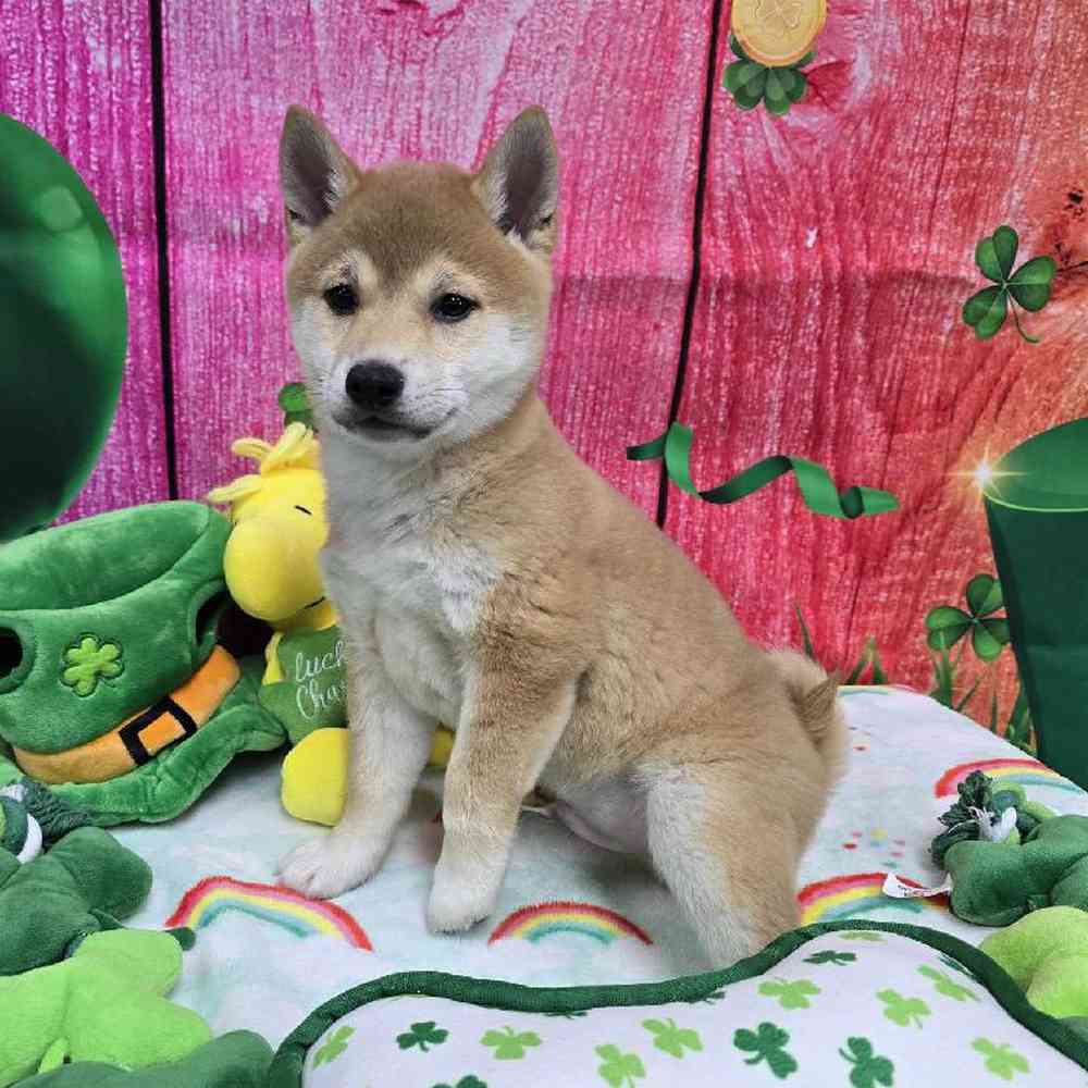 Male Shiba Inu Puppy for Sale in Virginia Beach, VA