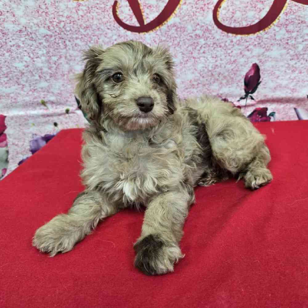 Female Havapoo Puppy for Sale in Virginia Beach, VA