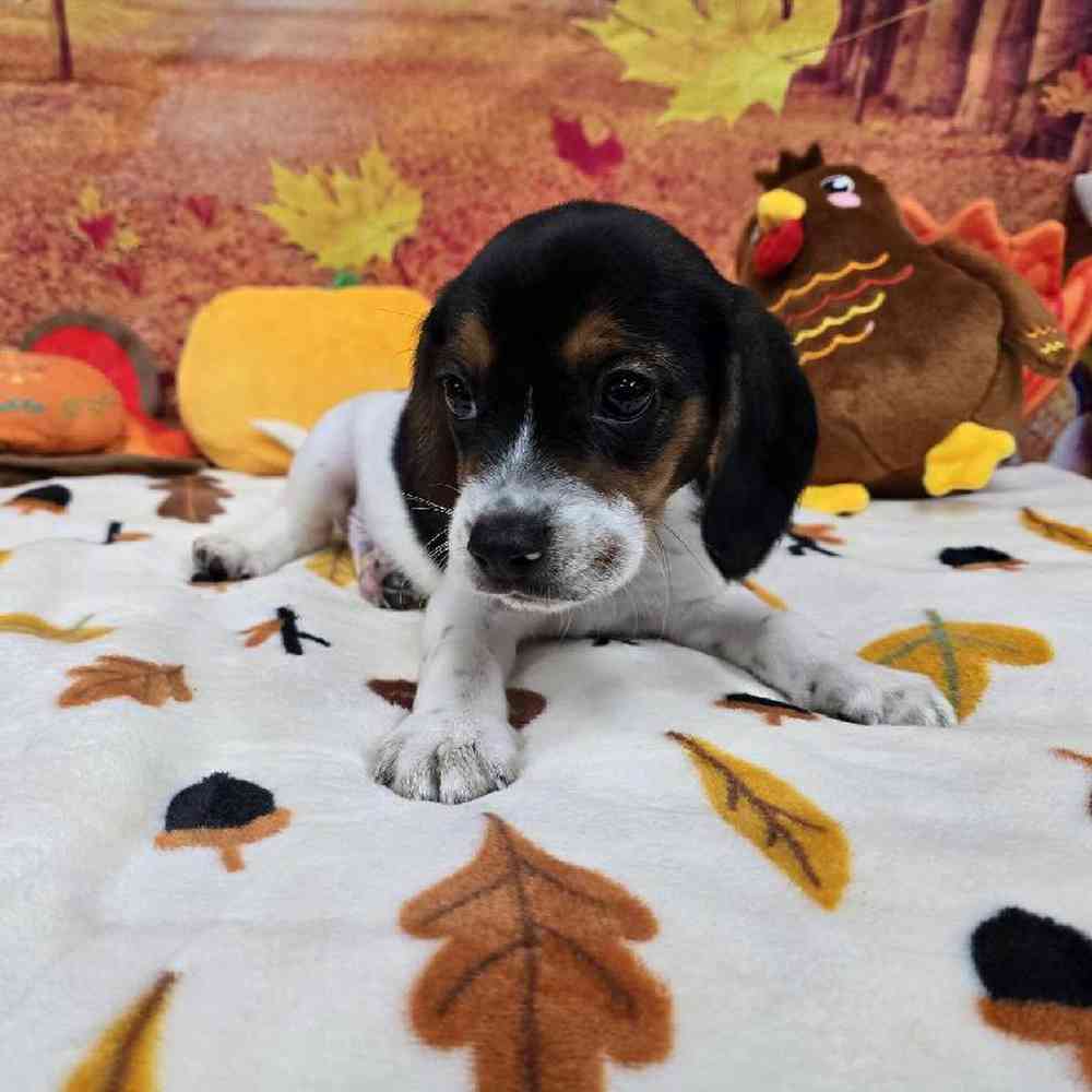 Male Beagle Puppy for Sale in Virginia Beach, VA