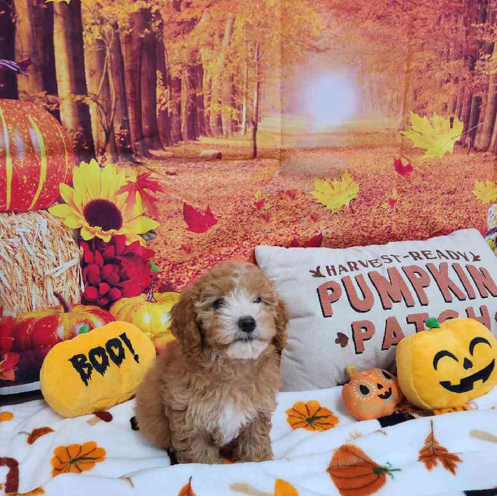 Female Cockapoo Puppy for Sale in Virginia Beach, VA