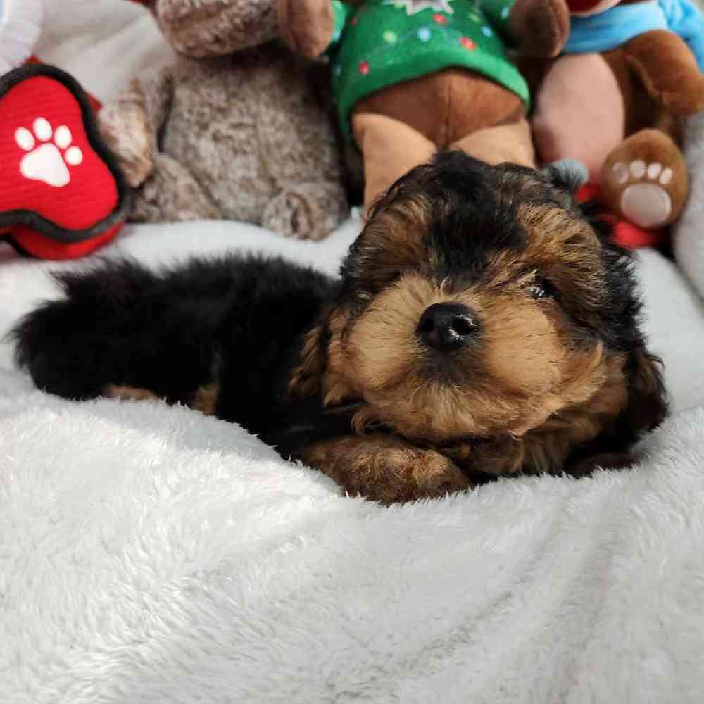 Male Yorkie-Poo Puppy for Sale in Virginia Beach, VA