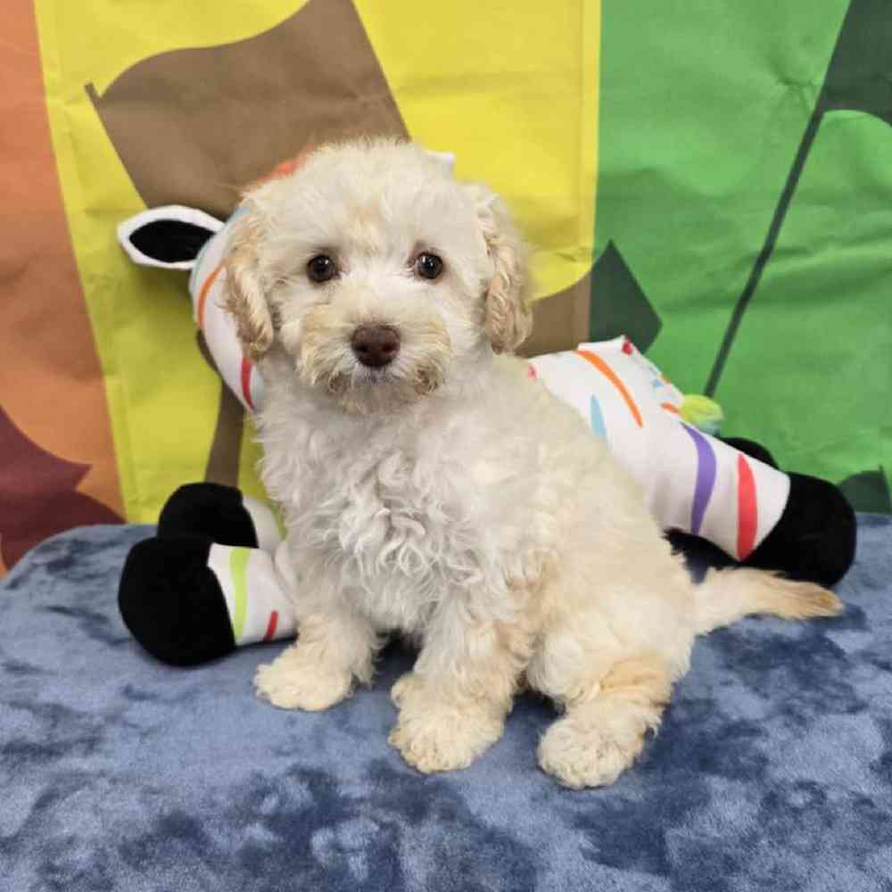 Female Poodle Toy Puppy for Sale in Virginia Beach, VA