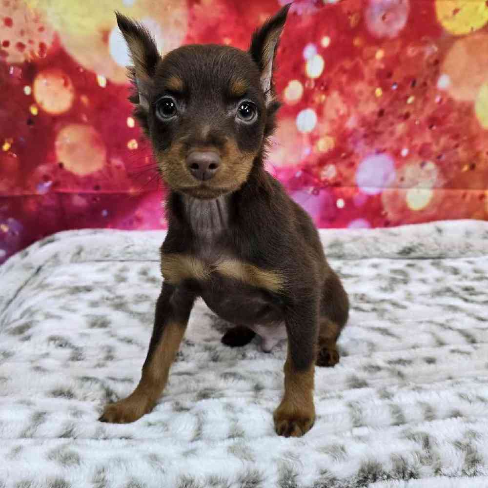 Male Min Pin Puppy for Sale in Virginia Beach, VA