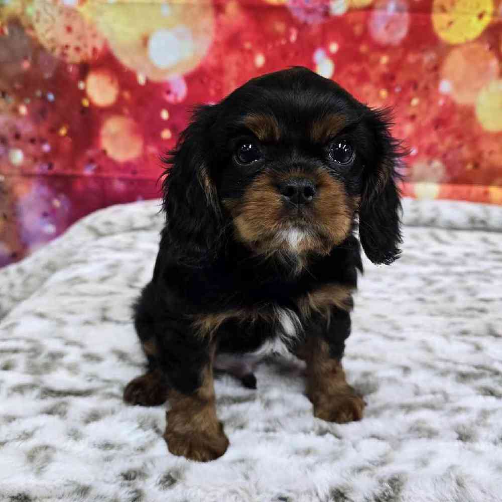 Male Cavalier King Charles Spaniel Puppy for Sale in Virginia Beach, VA