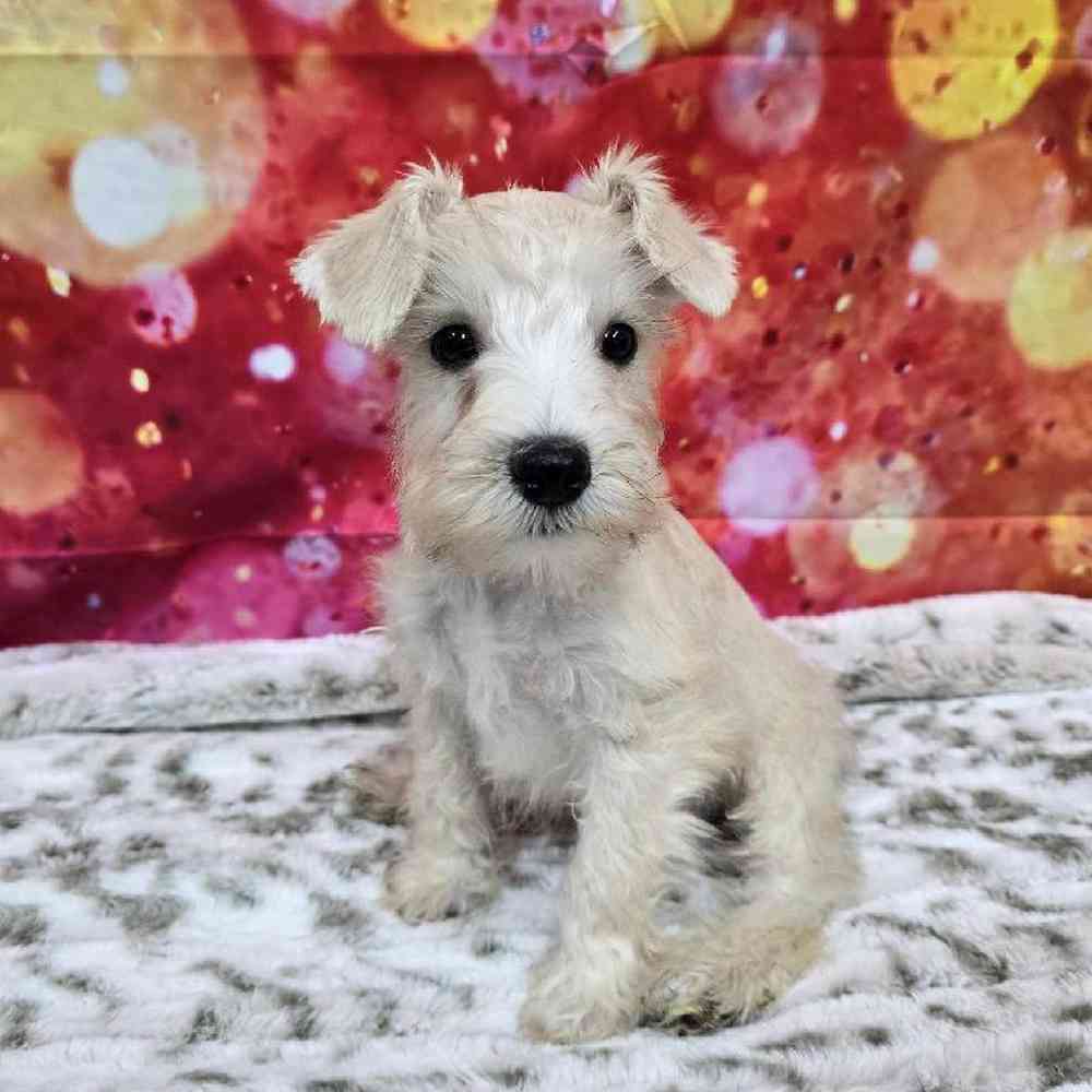 Male Mini Schnauzer Puppy for Sale in Virginia Beach, VA
