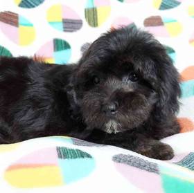 Dachshund-Cavalier King Charles Spaniel