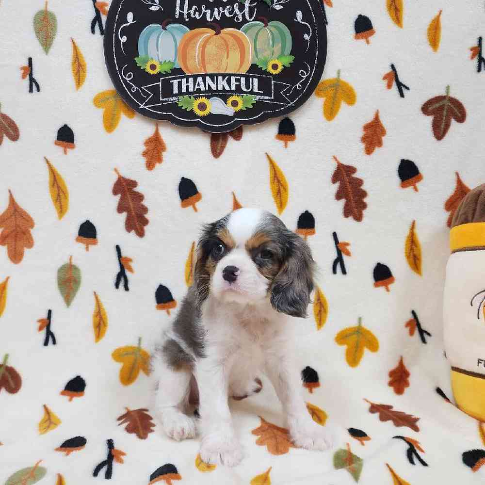Female Cavalier King Charles Spaniel Puppy for sale
