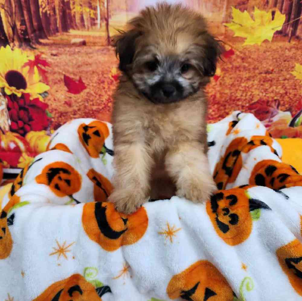 Female Pom-A-Poo Puppy for Sale in Virginia Beach, VA