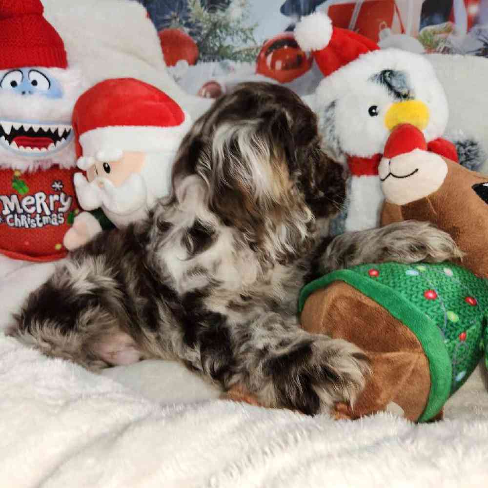 Male Cocker Spaniel Puppy for Sale in Virginia Beach, VA