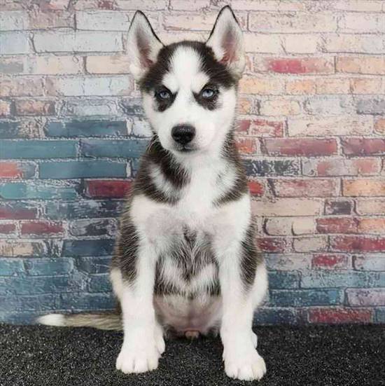Siberian Husky