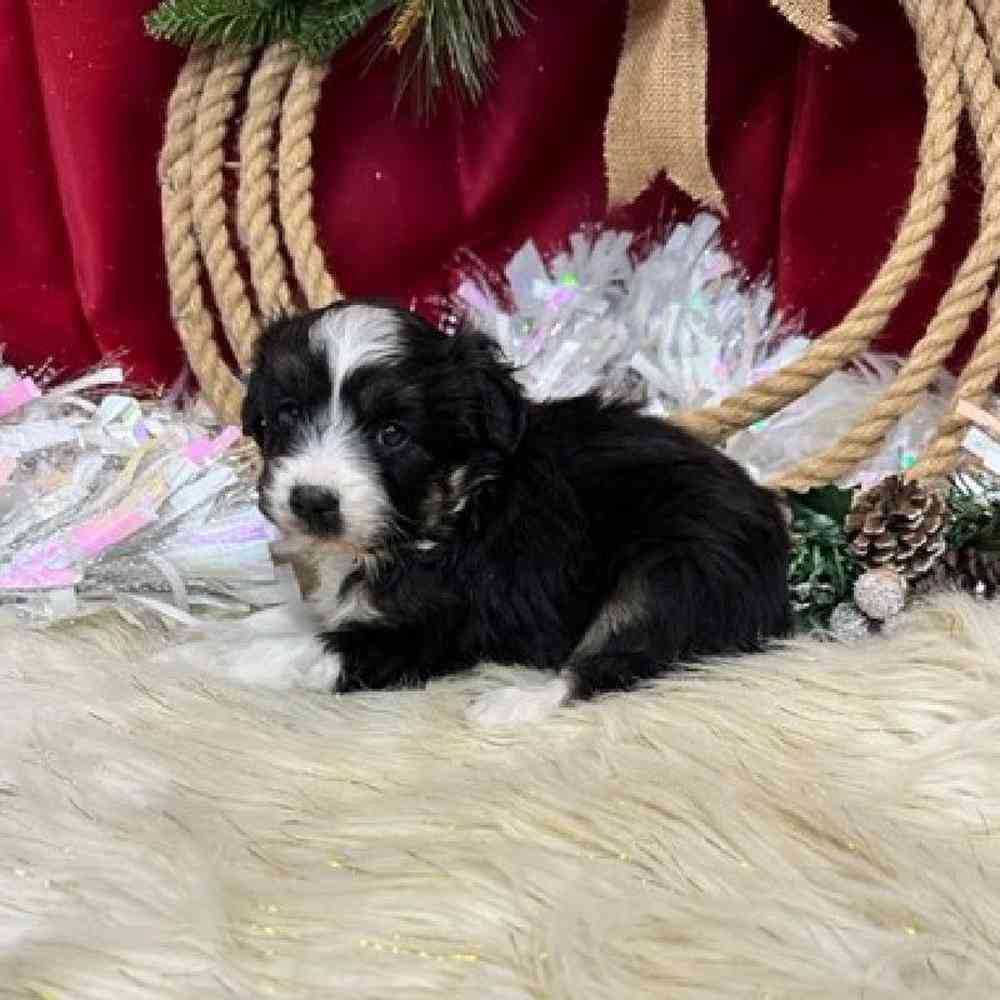 Male Mini Aussiedoodle Puppy for sale